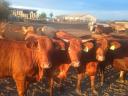 68 heifers for sale