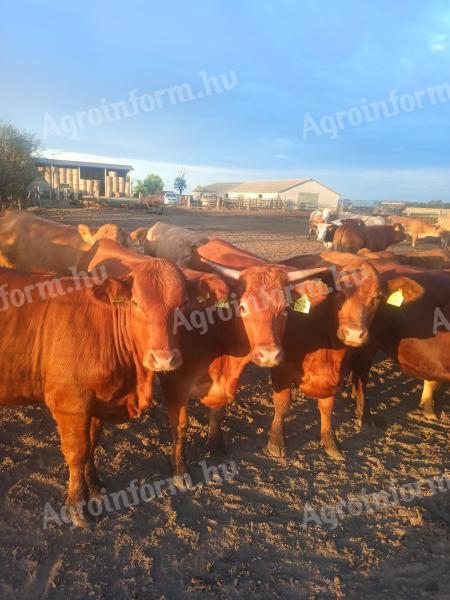 68 heifers for sale