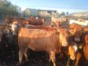 68 heifers for sale