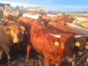 68 heifers for sale