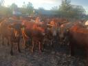 68 heifers for sale