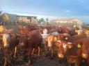 68 heifers for sale