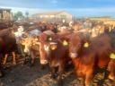 68 heifers for sale