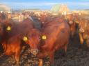 68 heifers for sale