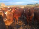 68 heifers for sale