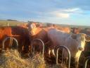 68 heifers for sale