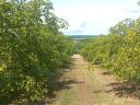 5 ha ořechové plantáže na prodej v obci Pakod, okres Zala