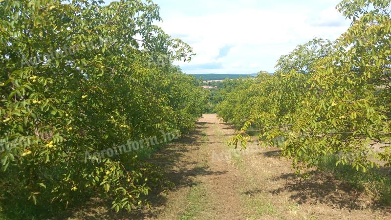 V obci Pakod v okrese Zala je na predaj 5 ha orechová plantáž