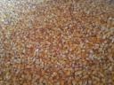 Maize dry sieved for sale