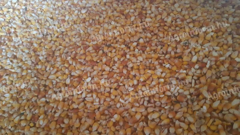 Maize dry sieved for sale