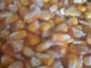 Maize dry sieved for sale