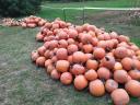 Halloween pumpkins, decorations