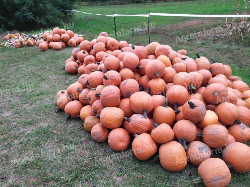 Halloween pumpkins, decorations