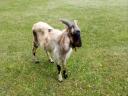 R3 Nubian goat for sale