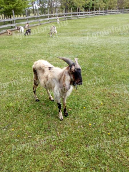 R3 Nubian goat for sale