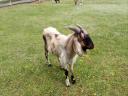 R3 Nubian goat for sale