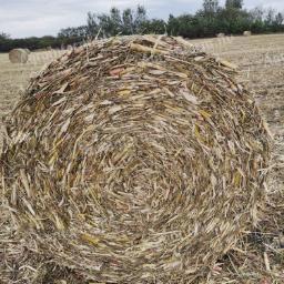 Corn stalk bale for sale