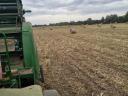 Corn stalk bale for sale