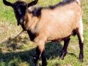 5 month old hornless Harzi goat