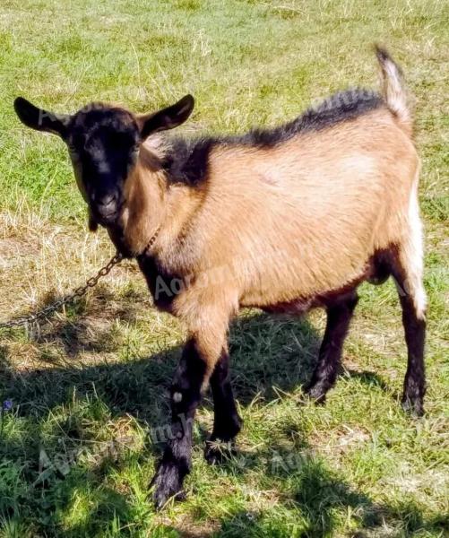 5 month old hornless Harzi goat