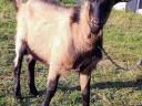 5 month old hornless Harzi goat