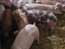 Meat-like piglets