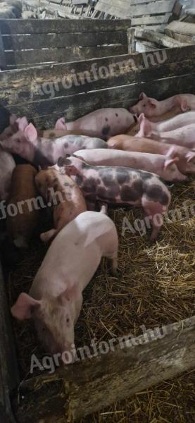 Fleischiges kleines Schwein