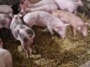 Fleischiges kleines Schwein