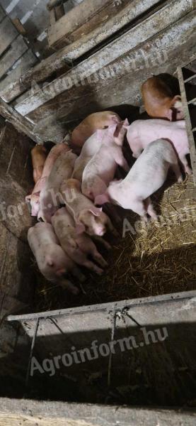 Fleischiges kleines Schwein