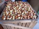 Onions (bald) FOR SALE