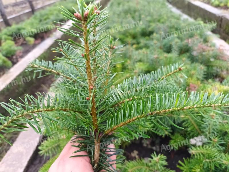 Danish Nordmann pine saplings for sale