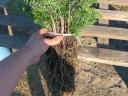 Danish Nordmann pine saplings for sale