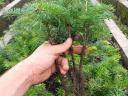 Danish Nordmann pine saplings for sale