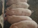 Nice piglets for sale