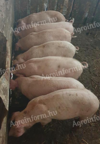 Nice piglets for sale