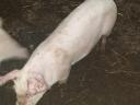 Nice piglets for sale