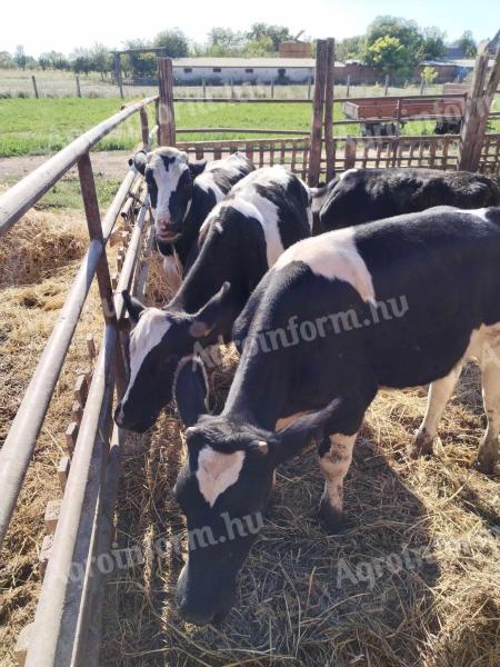 For sale 5 fattening calves over 2 kg