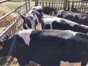 For sale 5 fattening calves over 2 kg