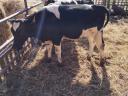 For sale 5 fattening calves over 2 kg