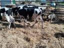 For sale 5 fattening calves over 2 kg