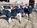 For sale 5 fattening calves over 2 kg