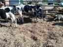 For sale 5 fattening calves over 2 kg