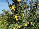 Quince, from quince producers