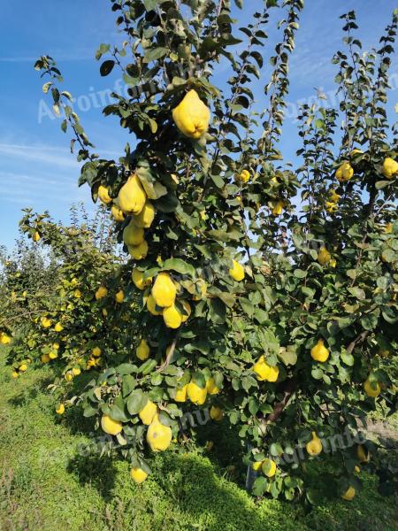 Quince, from quince producers