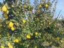 Quince, from quince producers