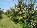 Quince, from quince producers