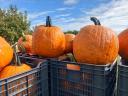 Decorațiuni de Halloween de vânzare