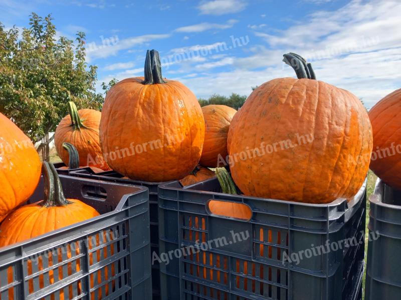 Halloween Deko-Kürbisse zu verkaufen