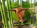 Cattle-handling cattle shed