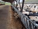 Cattle collar systems